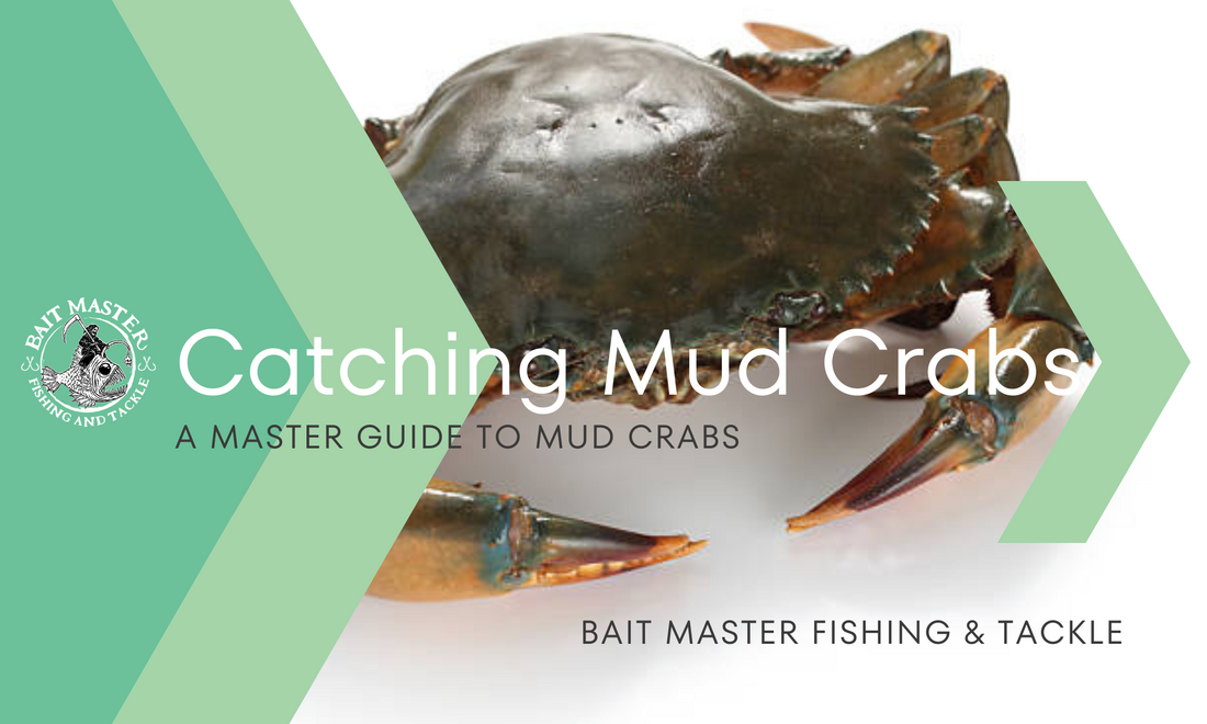 Mud Crab